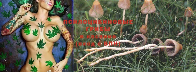 Галлюциногенные грибы Psilocybe  KRAKEN ССЫЛКА  Липки 